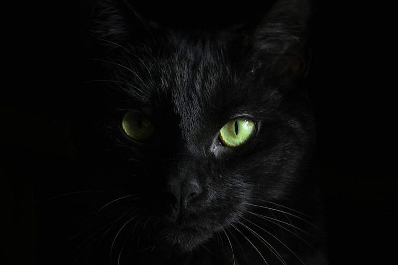 Rüyada Kara Kedi Görmek Ne Anlama Gelir?